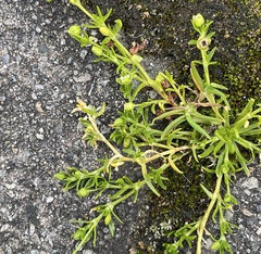 Sagina procumbens