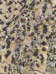 Bathelium carolinianum