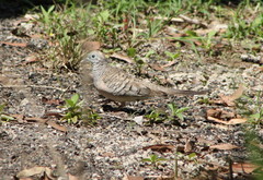 Geopelia placida placida