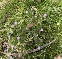 Spergularia rubra