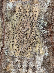 Bathelium carolinianum