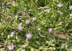 Spergularia rubra