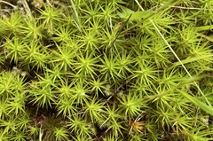 Polytrichum commune