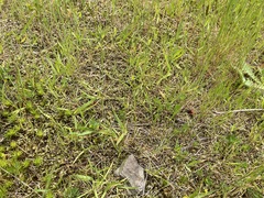 Racomitrium elongatum