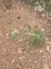 Asclepias stenophylla