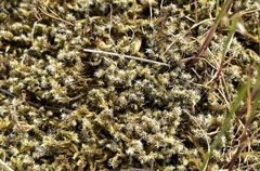 Racomitrium elongatum