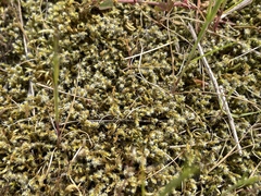 Racomitrium elongatum