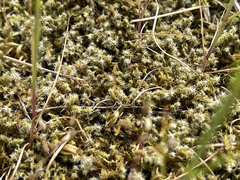 Racomitrium elongatum