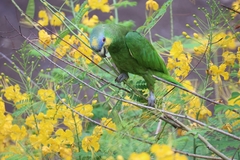 Amazona amazonica