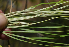 Grevillea parallela