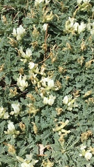 Astragalus angustifolius