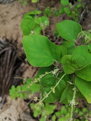 Croton ciliatoglandulifer