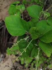Croton ciliatoglandulifer