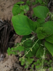 Croton ciliatoglandulifer