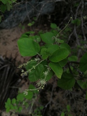 Croton ciliatoglandulifer