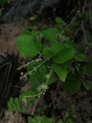 Croton ciliatoglandulifer