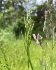 Bromus hordeaceus