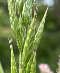 Bromus hordeaceus