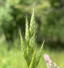 Bromus hordeaceus