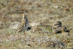Anthus furcatus