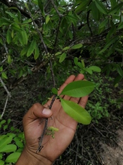 Achatocarpus oaxacanus