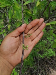 Achatocarpus oaxacanus