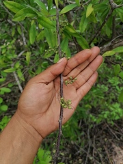 Achatocarpus oaxacanus