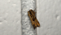 Apamea indocilis