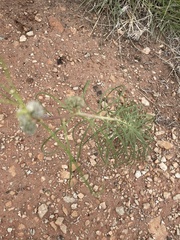 Asclepias stenophylla