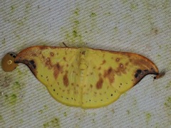 Tridrepana microcrocea