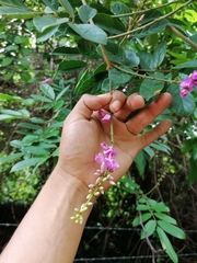 Lonchocarpus guatemalensis