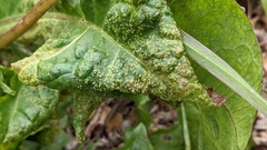 Synchytrium taraxaci