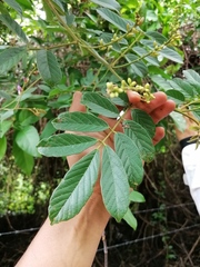Lonchocarpus guatemalensis