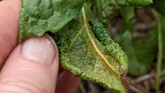 Synchytrium taraxaci