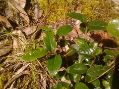 Xylosma spiculifera