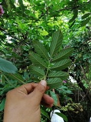 Lonchocarpus guatemalensis
