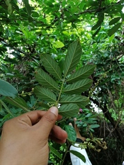 Lonchocarpus guatemalensis