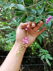 Lonchocarpus guatemalensis