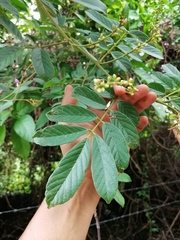Lonchocarpus guatemalensis
