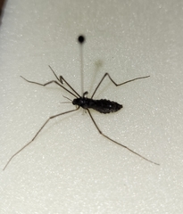 Leptotarsus