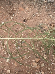 Asclepias stenophylla