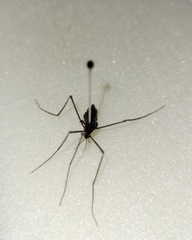 Leptotarsus