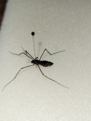 Leptotarsus