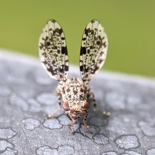 Peacock Fly photo 4