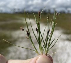 Rhynchospora scirpoides