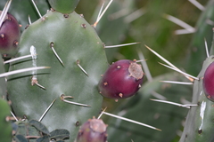 Opuntia rioplatense