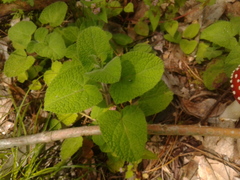 Salvia palifolia