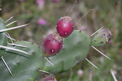 Opuntia rioplatense