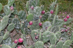 Opuntia rioplatense
