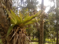 Tillandsia biflora